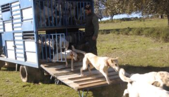PACMA lleva al Tribunal Constitucional el enterramiento de perros de caza en Extremadura por vulnerar el principio de igualdad