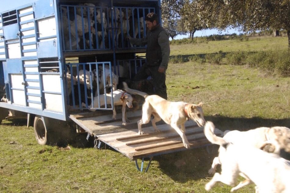 PACMA lleva al Tribunal Constitucional el enterramiento de perros de caza en Extremadura por vulnerar el principio de igualdad