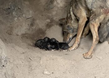 Alianza Verde exige al gobierno de Cantabria y de las comunidades del norte que frenen las matanzas del lobo tras determinar la Comisión Europea que es ilegal