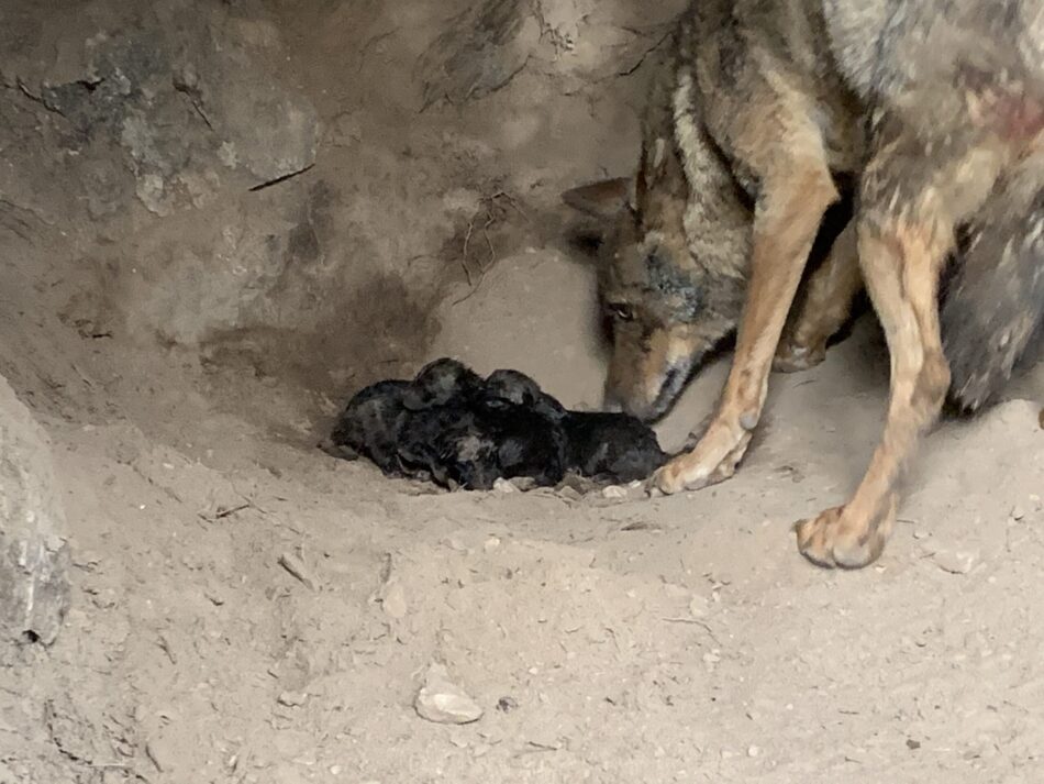 Alianza Verde exige al gobierno de Cantabria y de las comunidades del norte que frenen las matanzas del lobo tras determinar la Comisión Europea que es ilegal