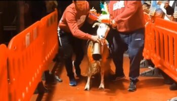 Tras la denuncia de la Asociación Nacional para la Protección y el Bienestar de los Animales (ANPBA), el Gobierno de Aragón sanciona al Ayuntamiento de Castejón de Monegros (Huesca) por su «concurso de cabras»