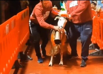 Tras la denuncia de la Asociación Nacional para la Protección y el Bienestar de los Animales (ANPBA), el Gobierno de Aragón sanciona al Ayuntamiento de Castejón de Monegros (Huesca) por su «concurso de cabras»