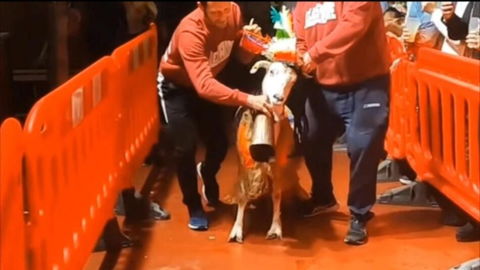 Tras la denuncia de la Asociación Nacional para la Protección y el Bienestar de los Animales (ANPBA), el Gobierno de Aragón sanciona al Ayuntamiento de Castejón de Monegros (Huesca) por su «concurso de cabras»