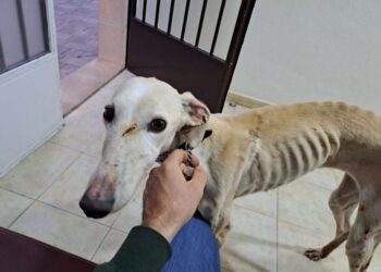 Más de 300 organizaciones denuncian que el Gobierno prepara una “desprotección masiva” de perros de caza y de trabajo en España