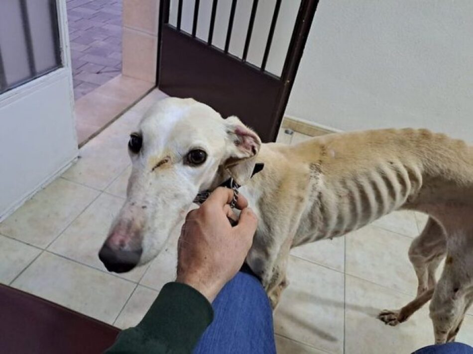 Más de 300 organizaciones denuncian que el Gobierno prepara una “desprotección masiva” de perros de caza y de trabajo en España