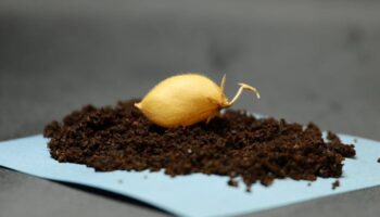 Cultivar garbanzos en ‘tierra lunar’