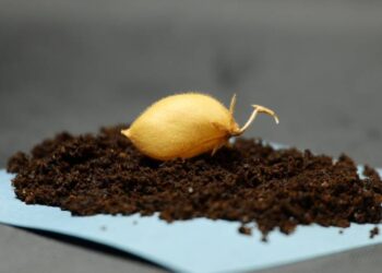 Cultivar garbanzos en ‘tierra lunar’