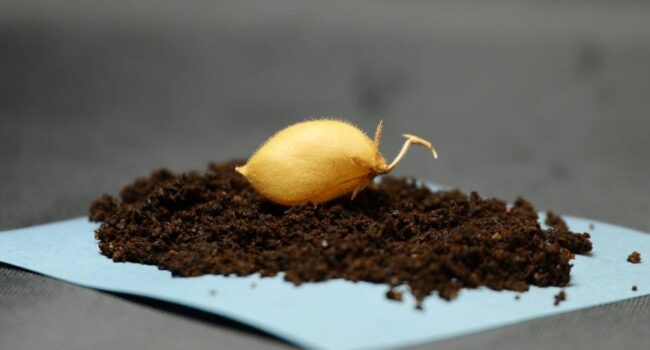 Cultivar garbanzos en ‘tierra lunar’