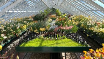 El ADN ‘oculto’ de las plantas revela las instrucciones maestras de su evolución durante 300 millones de años