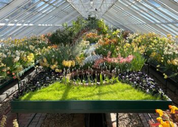 El ADN ‘oculto’ de las plantas revela las instrucciones maestras de su evolución durante 300 millones de años