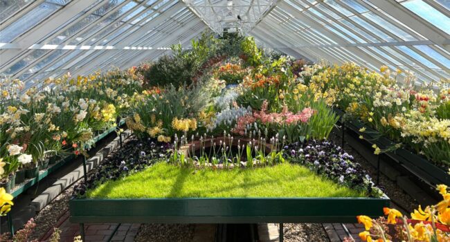 El ADN ‘oculto’ de las plantas revela las instrucciones maestras de su evolución durante 300 millones de años