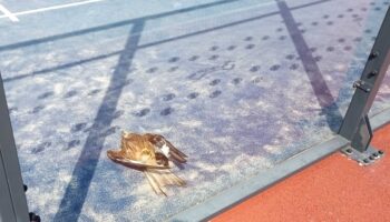 GREFA amplía a la provincia de Guadalajara su campaña para prevenir la mortalidad de aves en las pistas de pádel