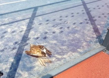 GREFA amplía a la provincia de Guadalajara su campaña para prevenir la mortalidad de aves en las pistas de pádel