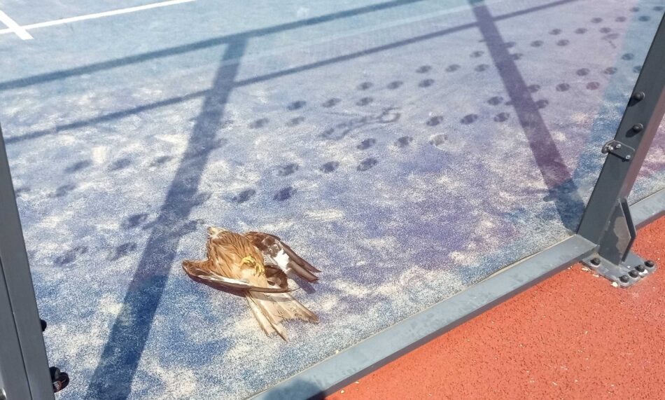 GREFA amplía a la provincia de Guadalajara su campaña para prevenir la mortalidad de aves en las pistas de pádel