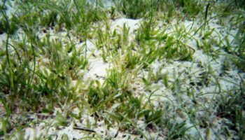 Hallan por primera vez en Baleares una planta marina invasora de origen tropical