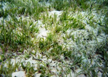 Hallan por primera vez en Baleares una planta marina invasora de origen tropical