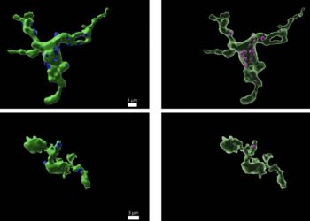 La fertilidad está relacionada con las células inmunitarias del cerebro