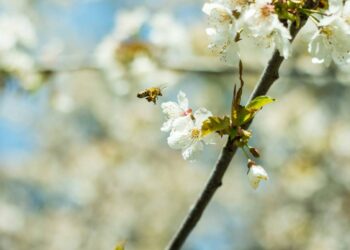 La geometría de los árboles influye en la difusión del polen y en el incremento de las alergias