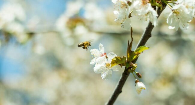 La geometría de los árboles influye en la difusión del polen y en el incremento de las alergias