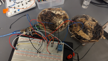 La informática encuentra un aliado en los hongos