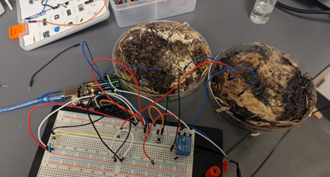 La informática encuentra un aliado en los hongos