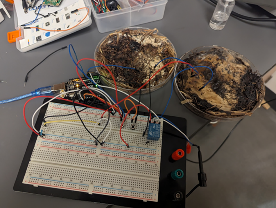 La informática encuentra un aliado en los hongos