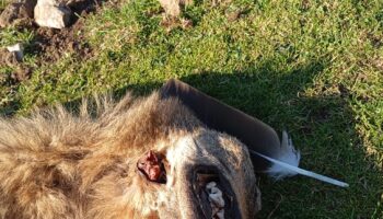 Coordinadora Ecoloxista d´Asturies: «Pedimos explicaciones del lobo muerto en la Sierra del Sueve»