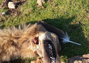Coordinadora Ecoloxista d´Asturies: «Pedimos explicaciones del lobo muerto en la Sierra del Sueve»