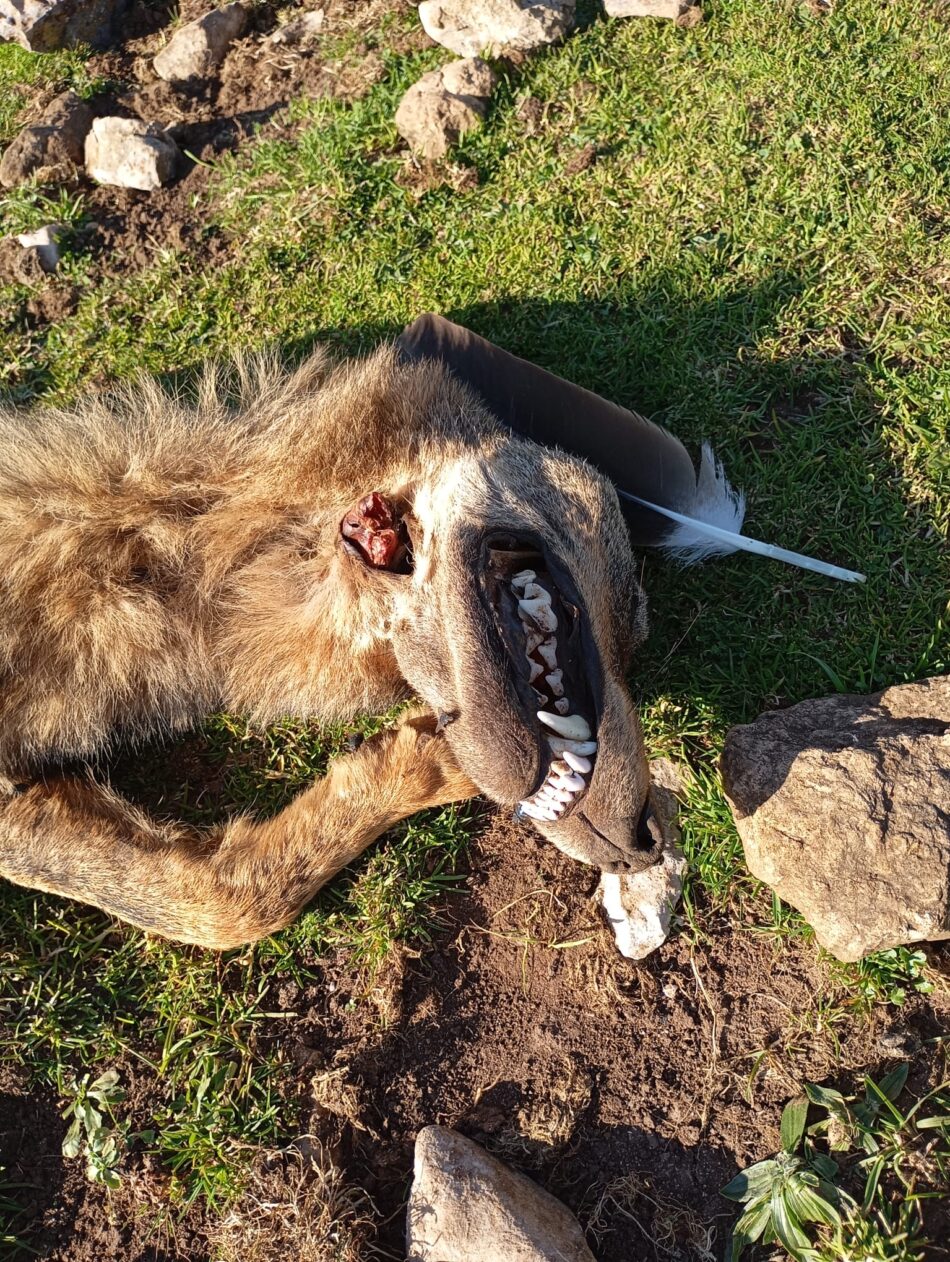 Coordinadora Ecoloxista d´Asturies: «Pedimos explicaciones del lobo muerto en la Sierra del Sueve»