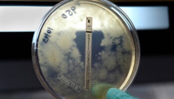 Meningitis B: qué saber tras el brote en Reino Unido y la situación en España