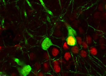 Recaer en el consumo de cocaína no es falta de voluntad: la droga reconfigura el cerebro