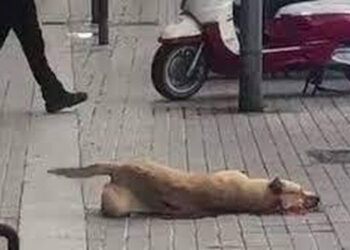 PACMA recorrerà el sobreseïment del cas de la gossa Sota