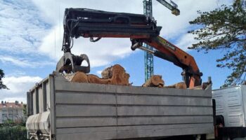 Cantabristas denuncia la tala de arbolado del centro de Somo, ubicado cerca de una parcela donde van a construir una urbanización