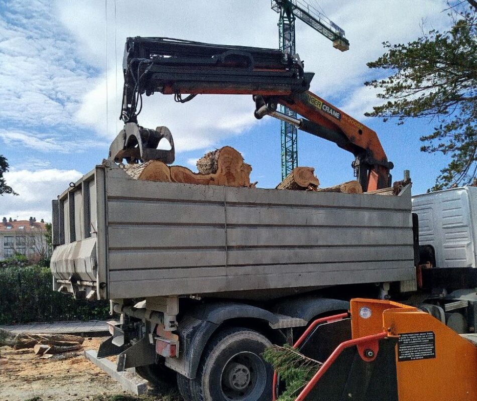 Cantabristas denuncia la tala de arbolado del centro de Somo, ubicado cerca de una parcela donde van a construir una urbanización