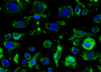 Un fármaco del CSIC contra la ELA recibe la autorización de la AEMPS para iniciar su ensayo clínico