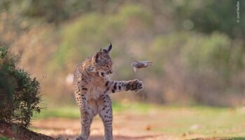 Una imagen del lince ibérico gana el Premio del Público del Wildlife Photographer of the Year 2026