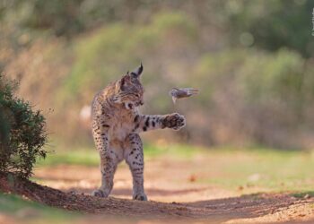 Una imagen del lince ibérico gana el Premio del Público del Wildlife Photographer of the Year 2026