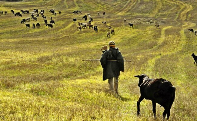 Ecologistas en Acción presenta una guía con 30 experiencias exitosas de ganadería respetuosa con el entorno y las personas