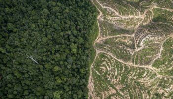 La destrucción de bosques avanza mientras crecen las presiones para desmantelar el Reglamento de la UE sobre  la deforestación importada