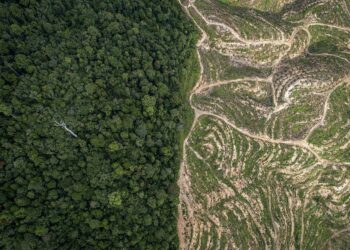 La destrucción de bosques avanza mientras crecen las presiones para desmantelar el Reglamento de la UE sobre  la deforestación importada