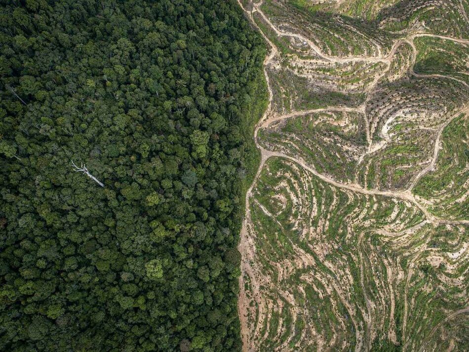 La destrucción de bosques avanza mientras crecen las presiones para desmantelar el Reglamento de la UE sobre  la deforestación importada