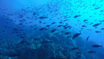 PACMA se suma a la Jornada Mundial por el Fin de la Pesca y alerta del agravamiento de la crisis oceánica en 2026