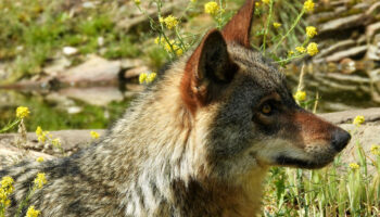PACMA lleva al límite judicial la caza en Monfragüe y pide la nulidad total del nuevo PRUG
