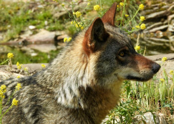 PACMA lleva al límite judicial la caza en Monfragüe y pide la nulidad total del nuevo PRUG
