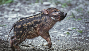 PACMA denuncia 19.000 movilizaciones de efectivos por la peste porcina y alerta del impacto sobre la seguridad ciudadana