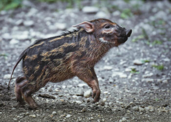 PACMA denuncia 19.000 movilizaciones de efectivos por la peste porcina y alerta del impacto sobre la seguridad ciudadana