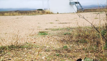 76.000 animales muertos por infraestructuras eólicas: PACMA pide un giro en la transición energética de Aragón