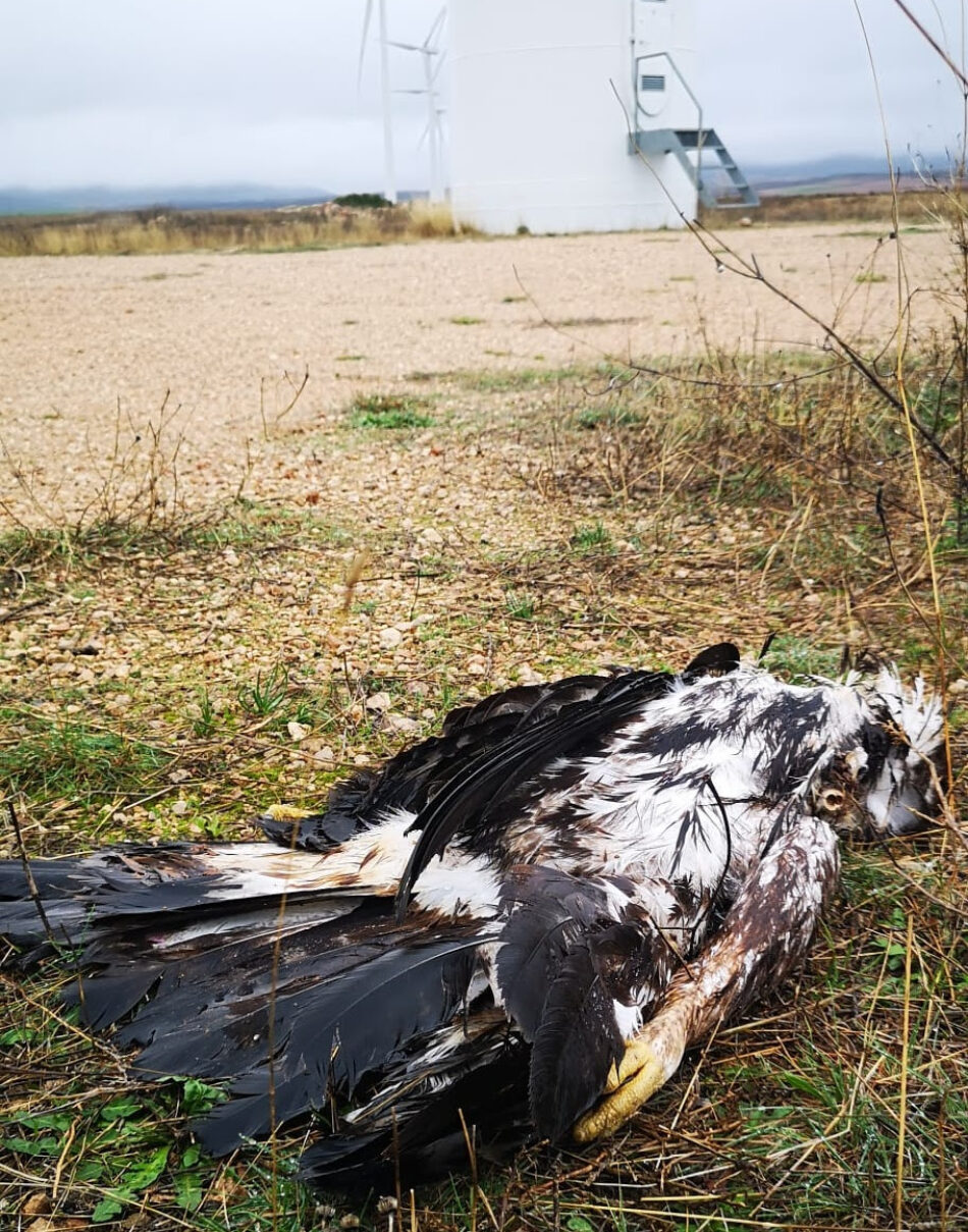 76.000 animales muertos por infraestructuras eólicas: PACMA pide un giro en la transición energética de Aragón
