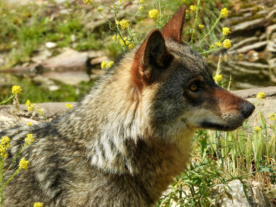 PACMA lleva al límite judicial la caza en Monfragüe y pide la nulidad total del nuevo PRUG