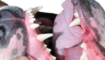 «La diatriba del perro», una obra que mira la violencia machista desde los victimarios, los tíos. Desde la masculinidad como inicio del conflicto 